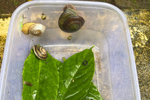 El Yunque Tour Forêt tropicale et toboggan aquatique Puerto Rico