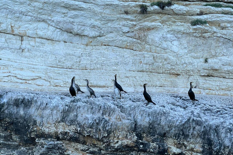 Zakynthos: Private Boat Cruise with Skipper or Self-Drive South with Captain:Turtles, Keri & Secret Caves