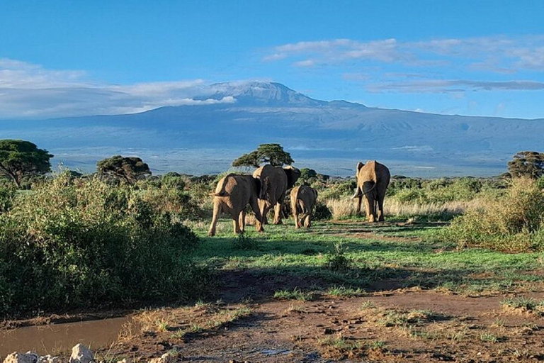 Day trip to Amboseli National park from Nairobi