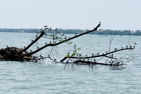 Negombo To Muthurajawela Wetlands Bird Watching Boat Tour