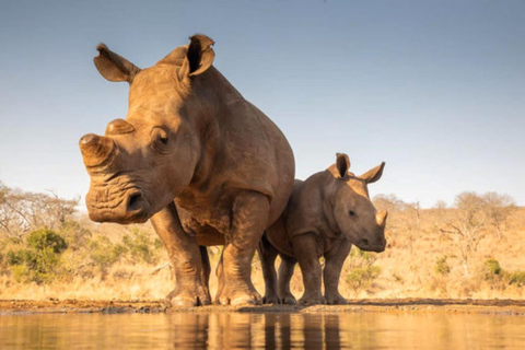 4 days Tsavo East, Amboseli and saltlick lodge safari