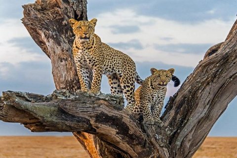 Nairobi: Meru National Park 3-dagars privat safari tur