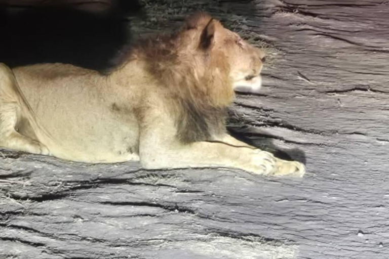Nairobi National Park Night Safari with Armed Rangers