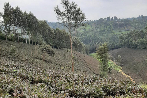 Nairobi: Purple Tea Farm Tour & Tasting Daytrip