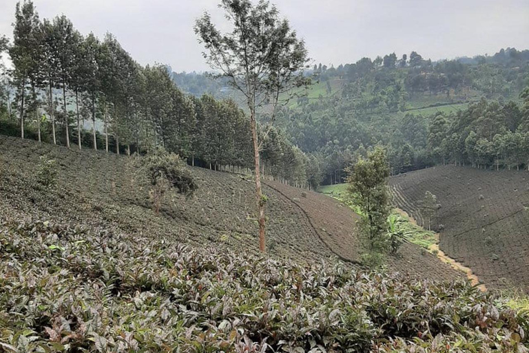 Nairobi: Purple Tea Farm Tour & Tasting Daytrip