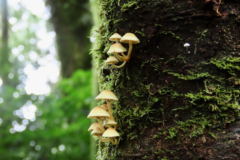 Doi Inthanon &amp; Kew Mae Pan: Natur, kultur och äventyr