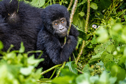 Uganda: Experiencia de 3 días con gorilas desde Entebbe