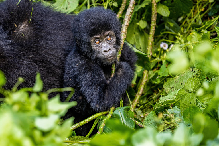 Uganda: esperienza di 3 giorni con i gorilla da Entebbe