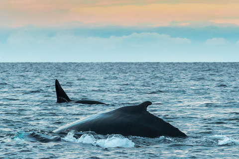 Vanuit Tromsø: Walvissafari met RIB bij Skjervøy