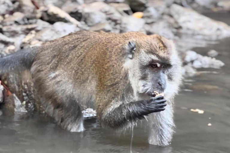 Forfait singe de la mangrove de Langkawi