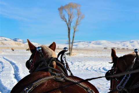 Jackson Hole: National Elk Refuge Sleigh Ride