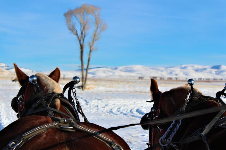 Jackson Hole: National Elk Refuge Sleigh Ride