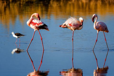 From Arusha: 2-Day Lake Manyara & Tarangire Safari