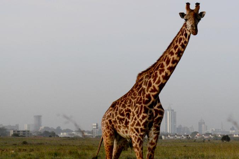 Nationaal Park Nairobi - Halve dag gamedrive: wildhoofdstad