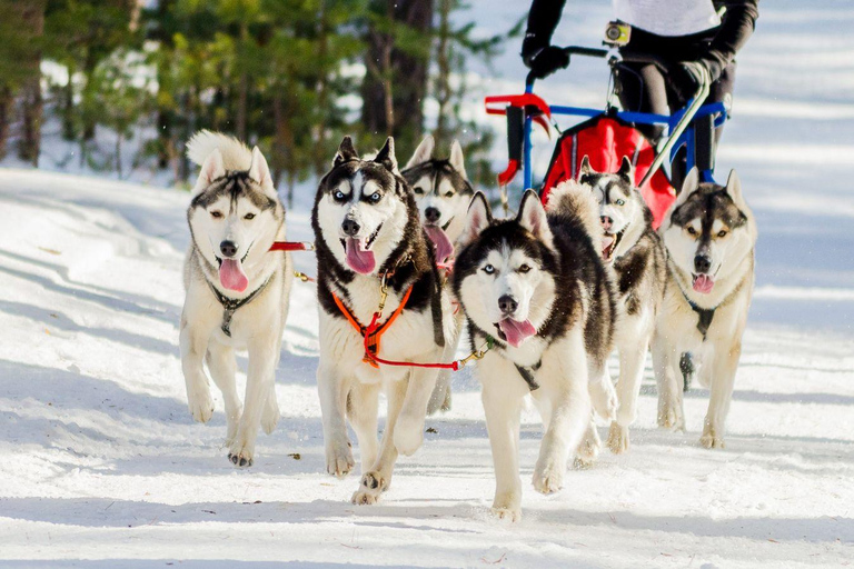 Rovaniemi: One Hour Husky Trip with hotel pick up Rovaniemi: One Hour Husky Trip with hotel pick up_REC