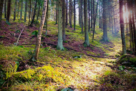 Erwecken der fünf Sinne in der finnischen Natur (+traditionelle Sauna)