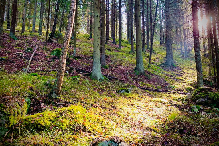 Uppvaknande av fem sinnen i den finska naturen (+traditionell bastu)