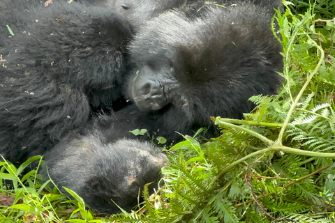 1-Day Rwanda Gorilla Trekking Volcanoes National Park