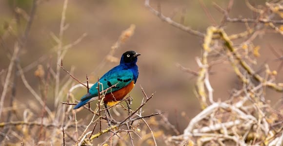 Day Selous Game reserve: game Drive with Lunch From Zanzibar