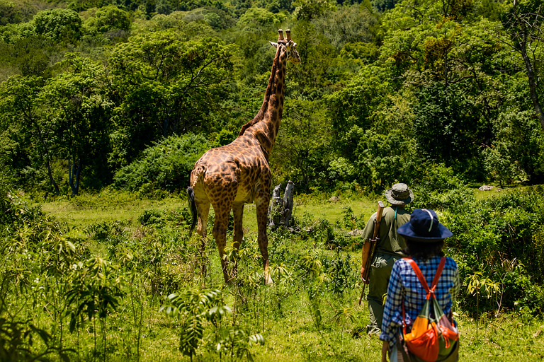 From Arusha: Arusha National Park Day Trip with Game Drive