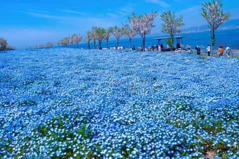 Spring Limited｜Nemophila Festival & Osaka Kaiyukan Day Trip