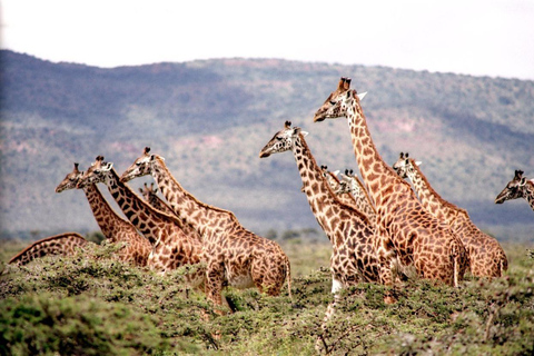 Dagtocht naar David Sheldrick Elephant Orphanage Trust en Gir