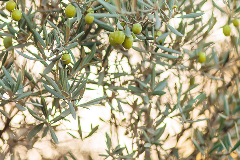 Martina Franca: Masseria Tour with Pasta & Mozzarella Class