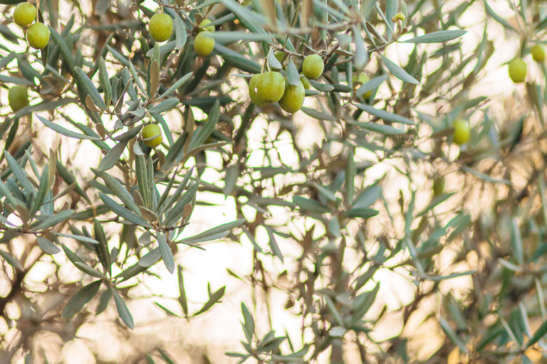 Martina Franca: Masseria Tour with Pasta & Mozzarella Class