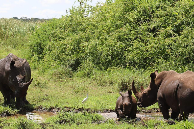From Nairobi: Meru, Bisanadi, and Rhino Sanctuary Safari