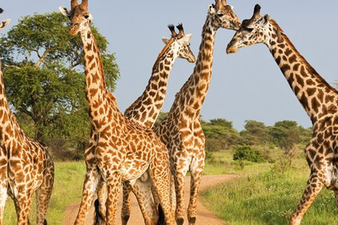 Kigali: Akagera National Park Full-Day Safari Day trip Akagera national park