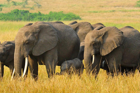 Safari dans le Kenya sauvage Explorez Amboseli, Tsavo Ouest et Tsavo Est 4 joursSafari sauvage au Kenya : découvrez Amboseli, Tsavo Ouest et Tsavo Est en 4 jours