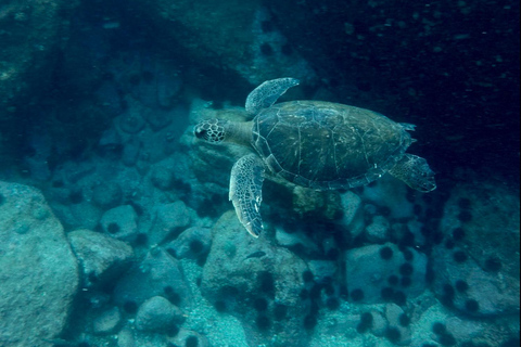 Rio: Schnorcheln & Schwimmen mit Schildkröten Tour auf den Tijuca Inseln3 Stunden Schnorcheln und Schwimmen mit Schildkröten Tour auf den Tijuca Inseln