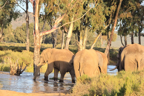 Cape Town: Cruise Passengers sunset Safari & Wine Tour