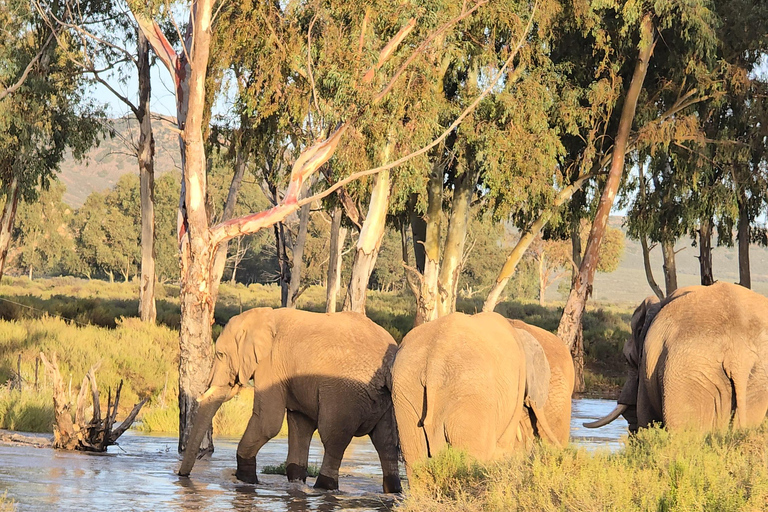 Cape Town: Cruise Passengers sunset Safari & Wine Tour