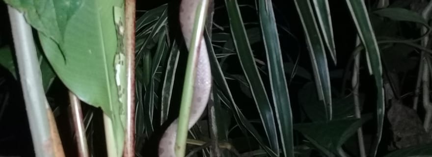 Manzanillo : Randonnée nocturne dans la forêt