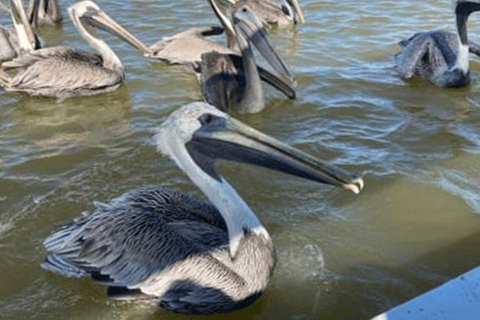 Excursies naar Lagartos, Coloradas en Playa CancúnitoMerida: Excursie naar het strand van Ria Lagartos, Coloradas & Cancunito