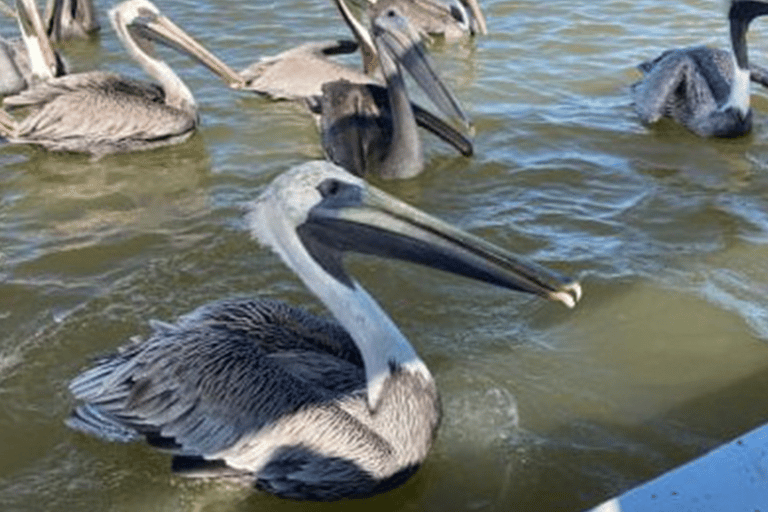 Excursies naar Lagartos, Coloradas en Playa CancúnitoMerida: Excursie naar het strand van Ria Lagartos, Coloradas & Cancunito