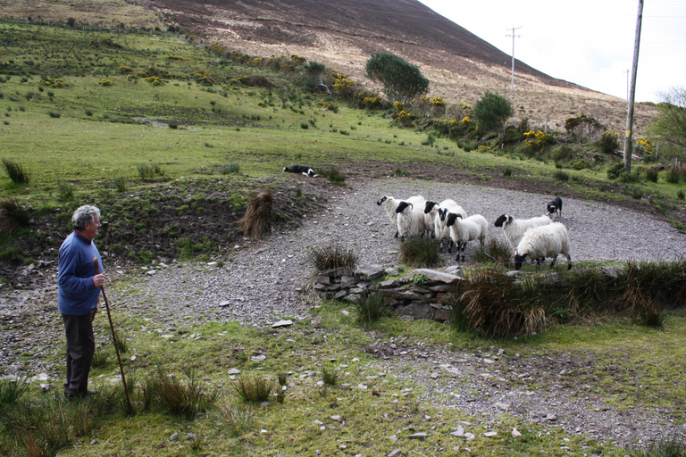 Killarney: Ring of Kerry Bus Tour