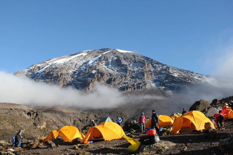 Kilimanjaro: 7-dagars vandring på Lemosho Route med transfer