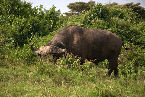 Discover Aberdare Park, Lake Naivasha & Hells Gate (3 days) Aberdare Park, Lake Naivasha & Hell's Gate (from Nairobi)