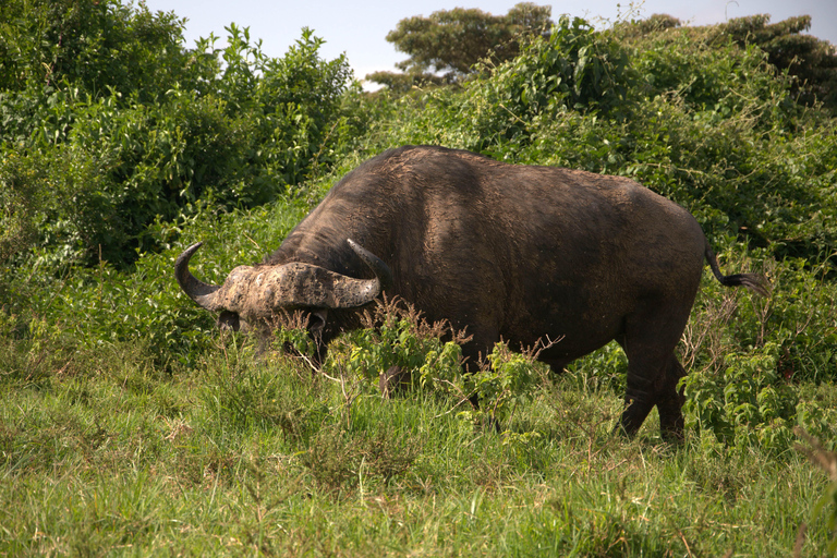 Discover Aberdare Park, Lake Naivasha & Hells Gate (3 days) Aberdare Park, Lake Naivasha & Hell's Gate (from Nairobi)