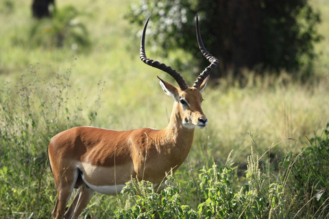 6 Day Best of Tanzania Northern Circuit Safari