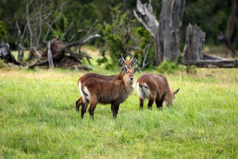 Von Nairobi aus: Ol Pejeta Conservancy Tagestour