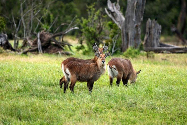 Depuis Nairobi : Excursion d&#039;une journée dans la réserve naturelle d&#039;Ol Pejeta