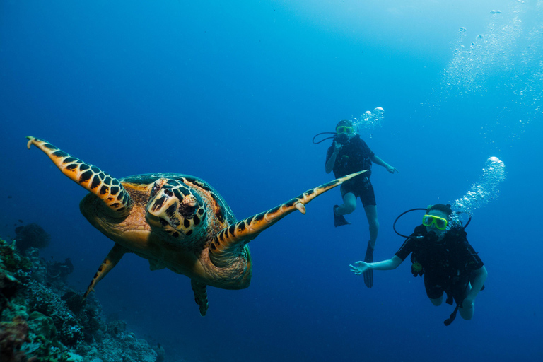Try Dive Excursion for Beginners: Phi Phi Island