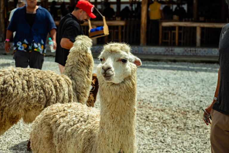 Guatapé Tour: Alto del Chocho Farm & Piedra del Peñol