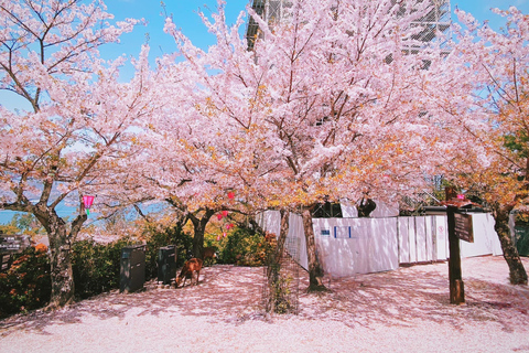 Hiroshima & Miyajima Island: Small Group Full-Day Sightseeing Tour