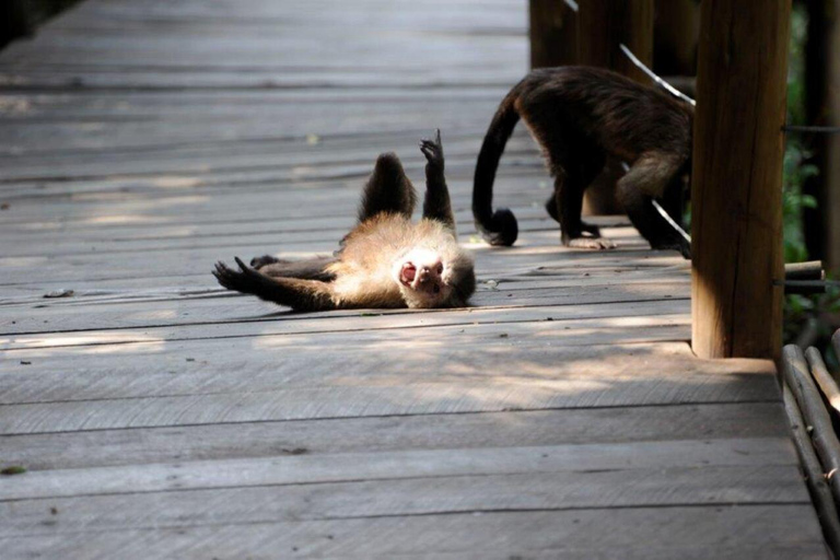 Excursão ao Santuário de Elefantes e Macacos com o Parque dos Leões