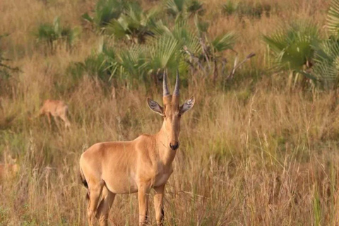 Ouganda : Safari de 7 jours à Jinja, Sipi, Kidepo et Gulu