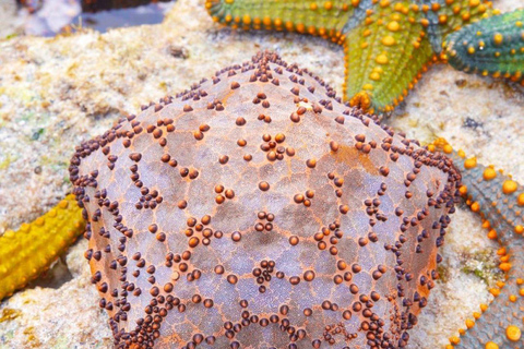 Aventura de las Estrellas de Mar, Comida en La Roca, Excursión a los Delfines de Mnemba